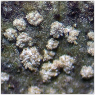 Dendrographa decolorans, Schismatomma decolorans