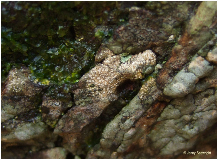 Schismatomma decolorans