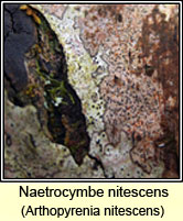 Arthopyrenia nitescens