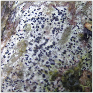 Mycoporum antecellens