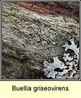 Buellia griseovirens