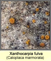Xanthocarpia fulva (Caloplaca marmorata, Caloplaca lactea)