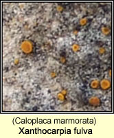 Xanthocarpia fulva (Caloplaca marmorata, Caloplaca lactea)