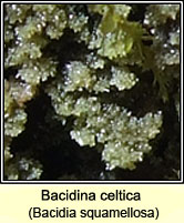 Bacidina celtica (Bacidia squamellosa)