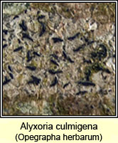 Alyxoria culmigena (Opegrapha herbarum)