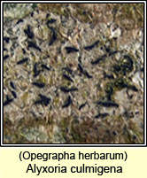 Alyxoria culmigena (Opegrapha herbarum)