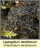 Leptogidium dendriscum (Polychidium dendriscum)