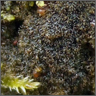 Leptogidium dendriscum, Polychidium dendriscum