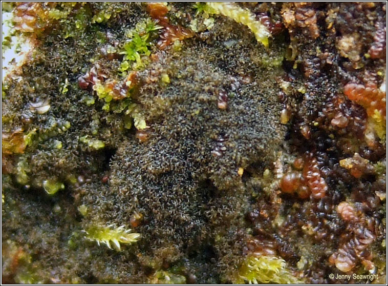 Polychidium dendriscum