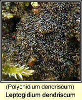 Leptogidium dendriscum (Polychidium dendriscum)