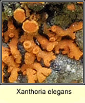 Xanthoria elegans