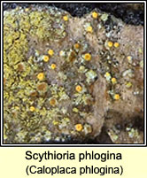 Scythioria phlogina (Caloplaca phlogina)