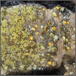 Scythioria phlogina, Caloplaca phlogina