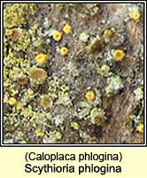 Scythioria phlogina (Caloplaca phlogina)
