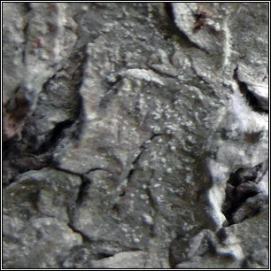 Snippocia nivea, Schismatomma niveum