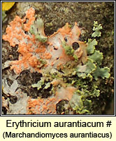 Erythricium aurantiacum (Marchandiomyces aurantiacus)