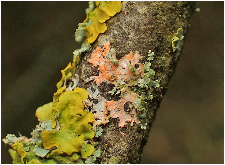 Erythricium aurantiacum, Marchandiomyces aurantiacus