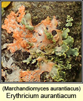 Erythricium aurantiacum (Marchandiomyces aurantiacus)