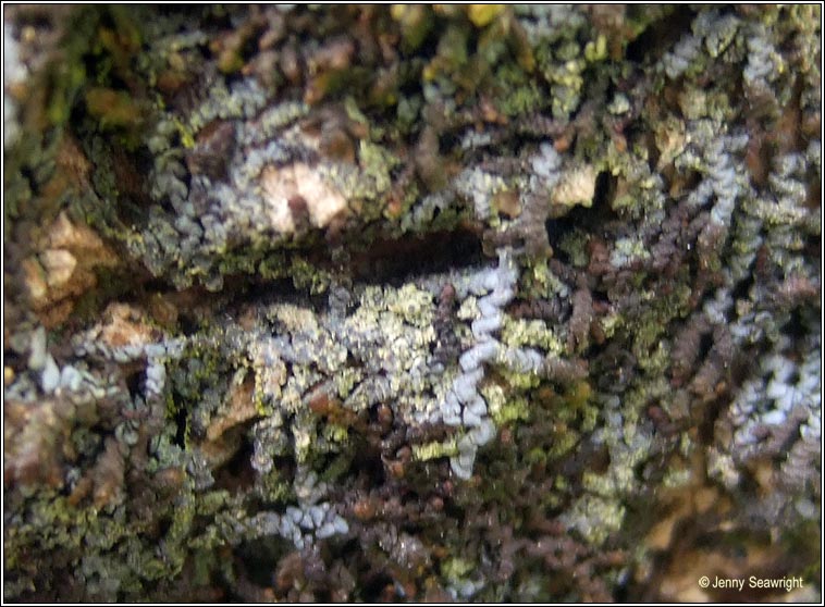 Normandina chlorococca