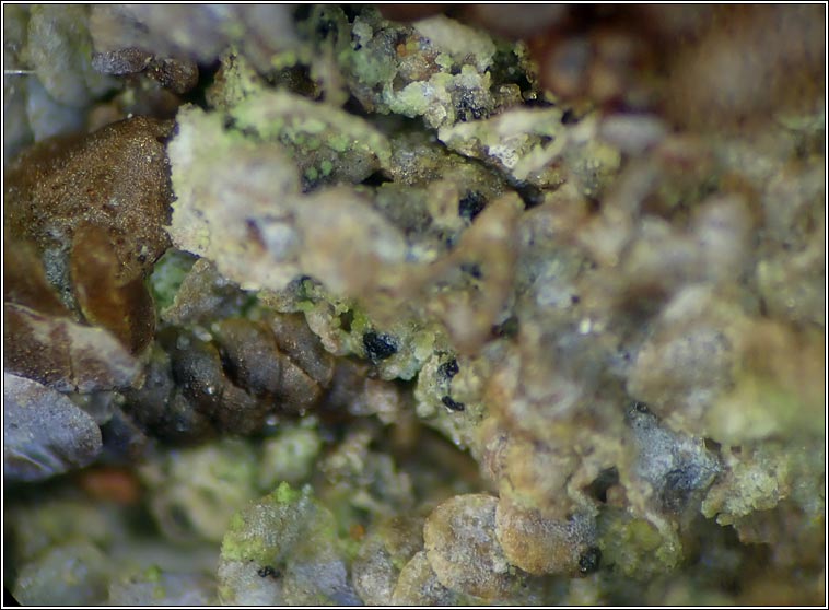 Normandina chlorococca