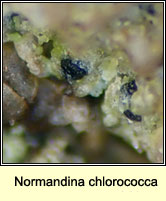 Normandina chlorococca