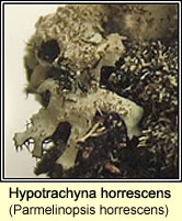 Hypotrachyna horrescens (Parmelinopsis horrescens)