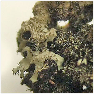 Hypotrachyna horrescens, Parmelinopsis horrescens