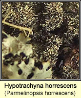 Hypotrachyna horrescens (Parmelinopsis horrescens)