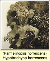 Hypotrachyna horrescens (Parmelinopsis horrescens)