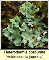 Heterodermia obscurata (Heterodermia japonica)