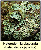 Heterodermia obscurata (Heterodermia japonica)