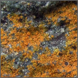 Calogaya oblitterata, Caloplaca arnoldii