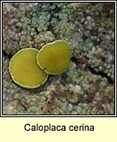 Caloplaca cerina