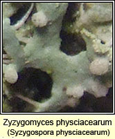 Zyzygomyces physciacearum (Syzygospora physciacearum) on Physcia tenella