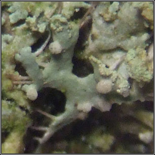 Zyzygomyces physciacearum, Syzygospora physciacearum