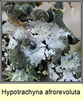 Hypotrachyna afrorevoluta