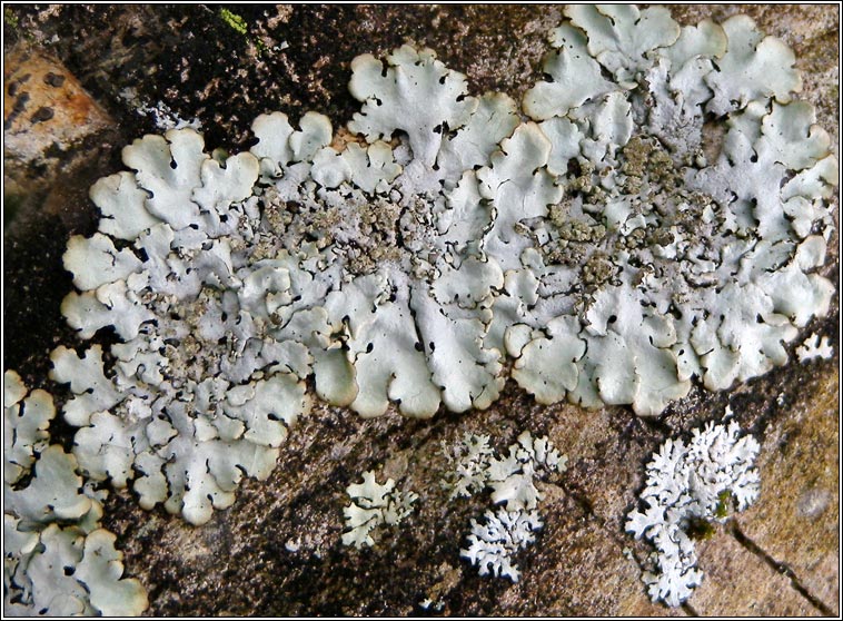 Hypotrachyna afrorevoluta