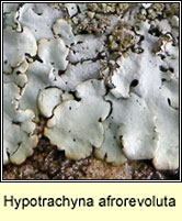 Hypotrachyna afrorevoluta