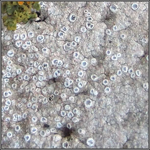 Pyrenodesmia variabilis, Caloplaca variabilis