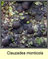 Clauzadea monticola