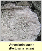 Varicellaria lactea (Pertusaria lactea)