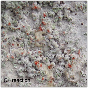 Varicellaria lactea, Pertusaria lactea