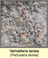 Varicellaria lactea (Pertusaria lactea)