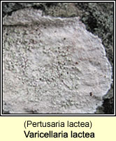 Varicellaria lactea (Pertusaria lactea)