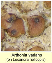 Arthonia varians on Lecanora helicopis
