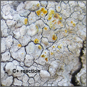 Glaucomaria rupicola, Lecanora rupicola
