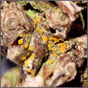 Flavoplaca flavocitrina, Caloplaca flavocitrina