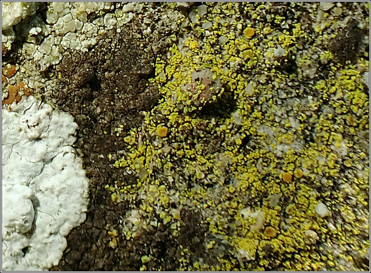 Caloplaca flavocitrina