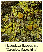 Flavoplaca flavocitrina, Caloplaca flavocitrina
