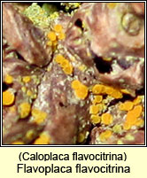Flavoplaca flavocitrina, Caloplaca flavocitrina
